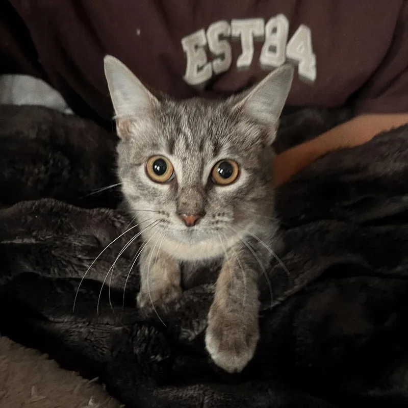 Johnny Cat thumbnail 3