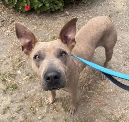 An adult medium-sized female Pit Bull Terrier dog named Addie for adoption in Martinez, CA