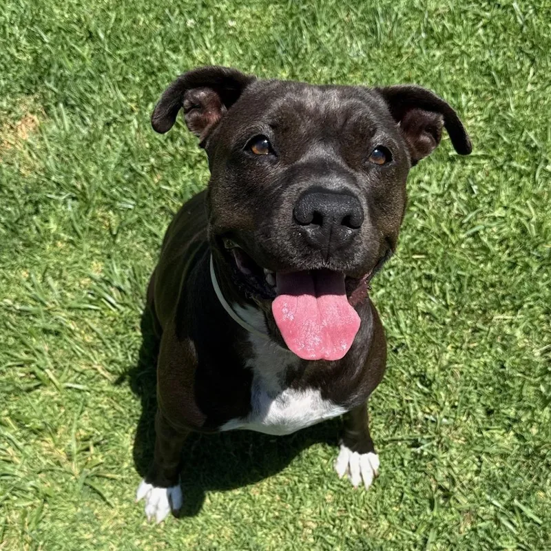 An adult medium-sized female Black Pit Bull Terrier dog named Loodah for adoption in Long Beach, CA