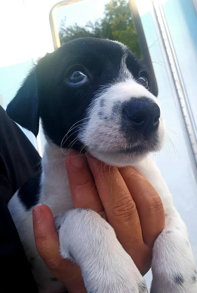 A baby small-sized male Australian Cattle Dog / Blue Heeler dog named Scout for adoption in CORPUS CHRISTI, TX
