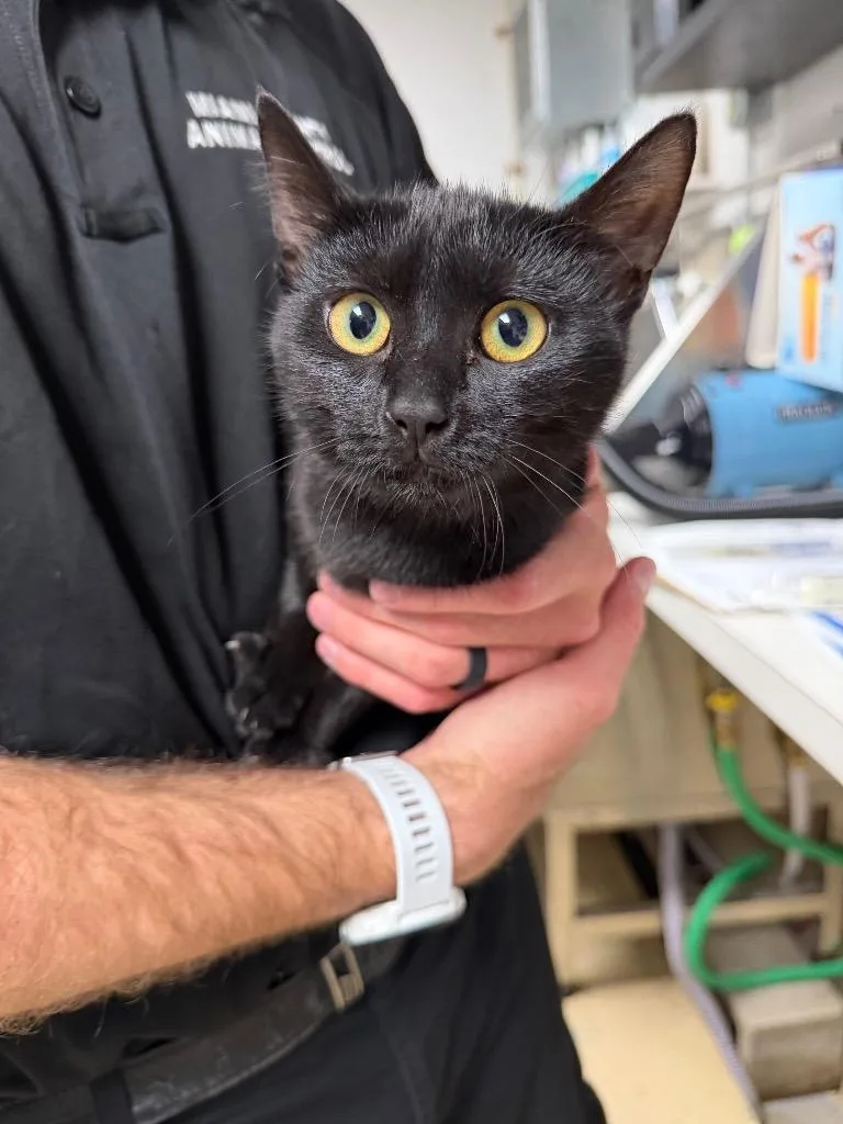 A baby small-sized female Domestic Short Hair cat named Rose for adoption in Troy, OH