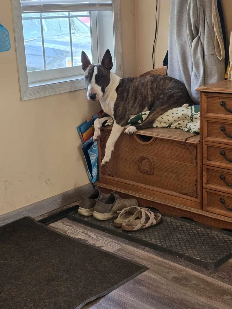 An adult large-sized male Bull Terrier dog named Monty for adoption in New York, NY