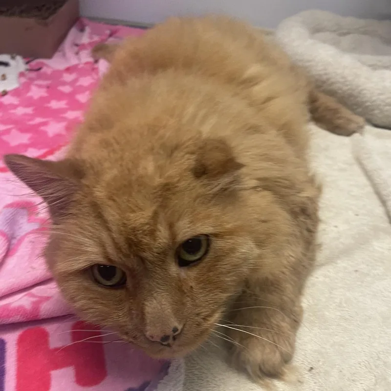 A senior large-sized male Orange / Red Domestic Medium Hair cat named Summertime for adoption in Kennett Square, PA