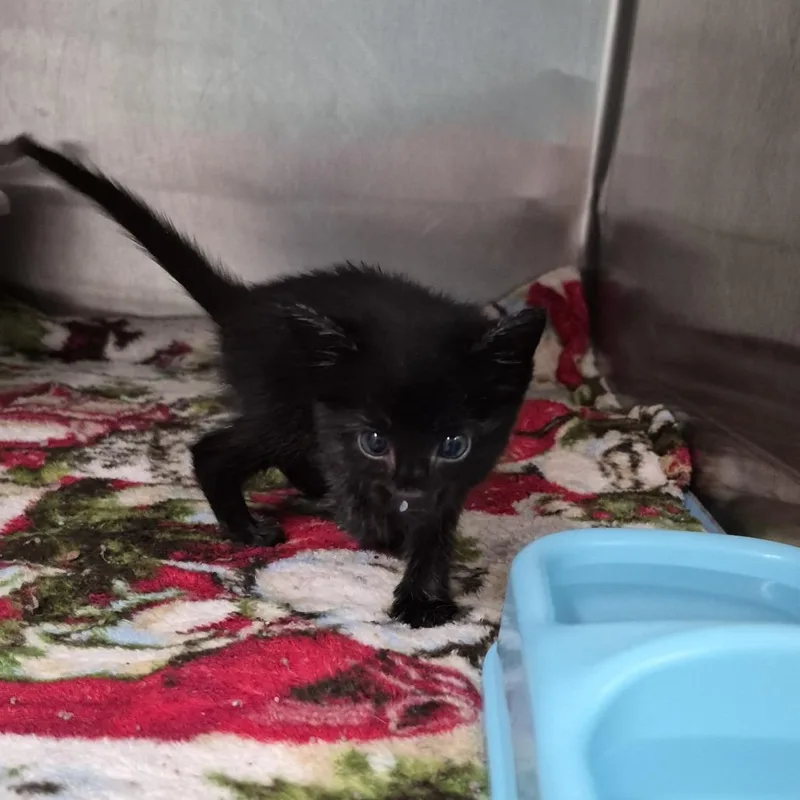 A baby small-sized female Domestic Short Hair cat named Boo for adoption in Ardmore, OK