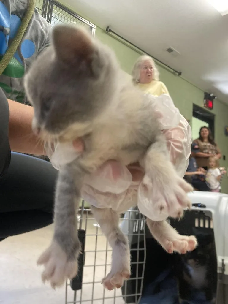 A baby medium-sized female Domestic Short Hair cat named Hot Cross for adoption in Burnsville, NC