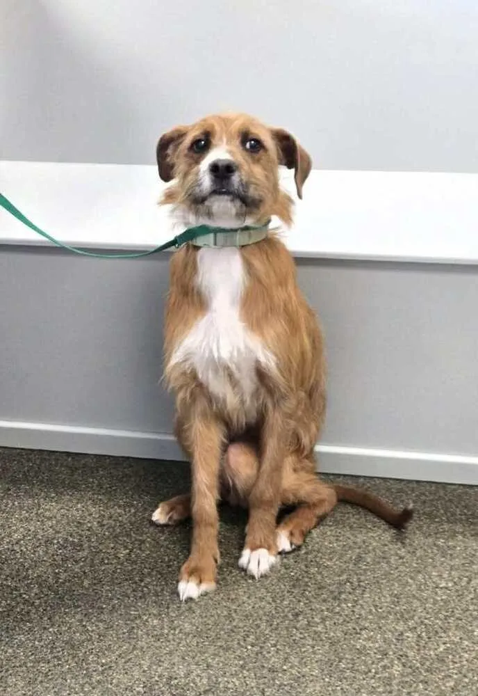 Bruno Doo thumbnail 2