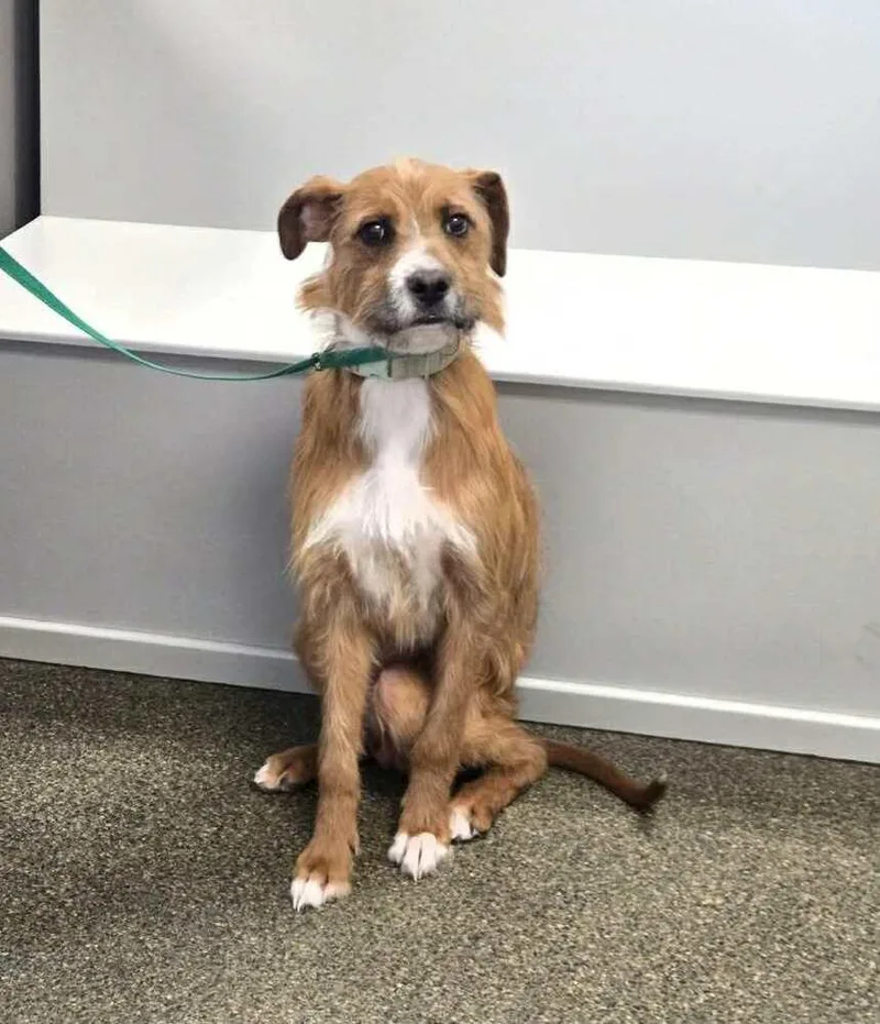 Bruno Doo thumbnail 4