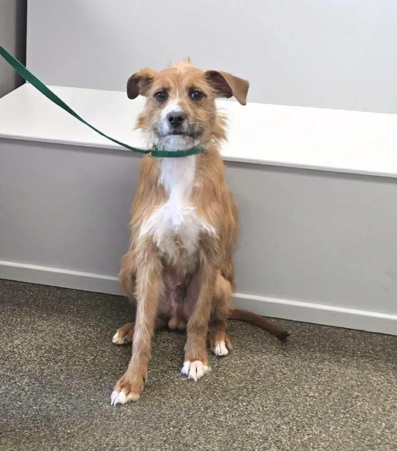 Bruno Doo thumbnail 5