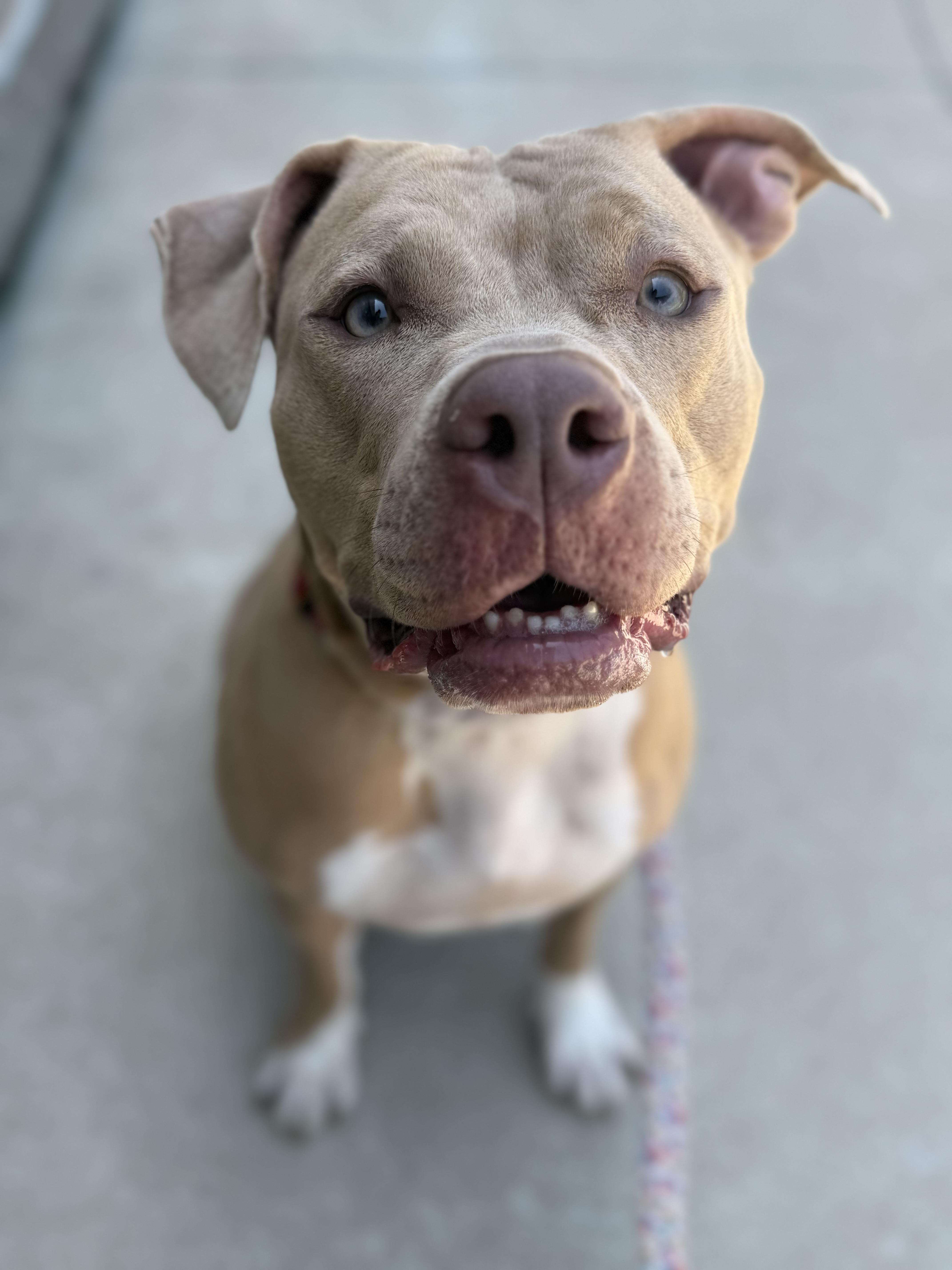 An adult large-sized female Golden Pit Bull Terrier dog named Jude for adoption in Raytown, MO