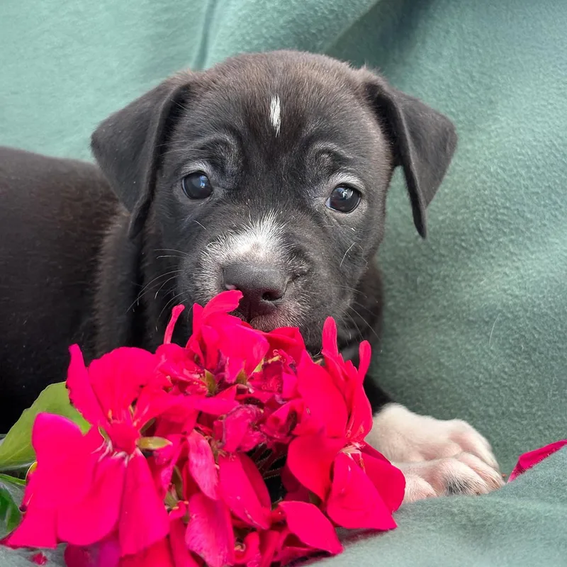 A baby medium-sized female Spaniel dog named Emmy Pup  Viola for adoption in San Diego, CA