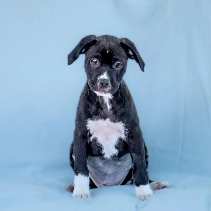 Emmy Pup  Viola thumbnail 2
