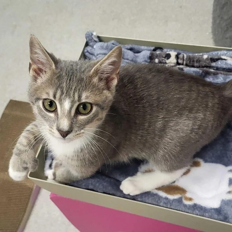 A baby small-sized male Gray / Blue / Silver Domestic Short Hair cat named Floatie for adoption in Chattanooga, TN
