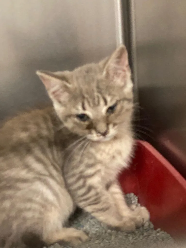 A baby large-sized male Domestic Short Hair cat named Parker for adoption in Cartersville , GA