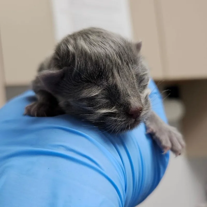 A baby small-sized male Domestic Long Hair cat named EBHSStray for adoption in Brookfield, WI