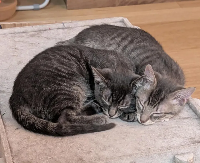 Lola And Charlie thumbnail 2