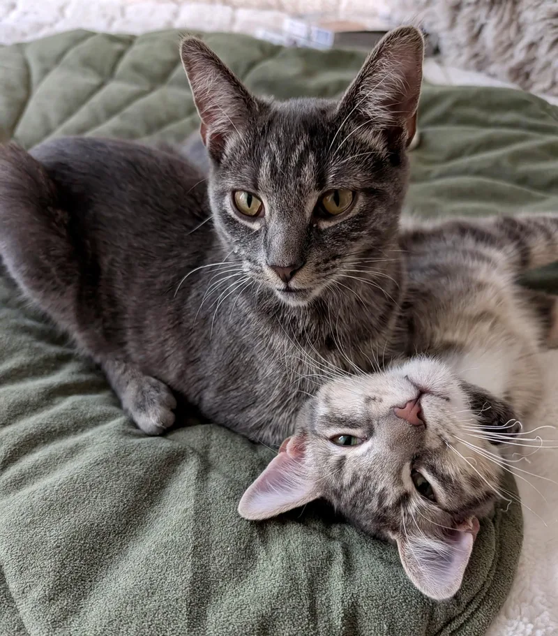 A baby medium-sized male Tabby (Gray / Blue / Silver) Domestic Short Hair cat named Lola And Charlie for adoption in East Hanover, NJ