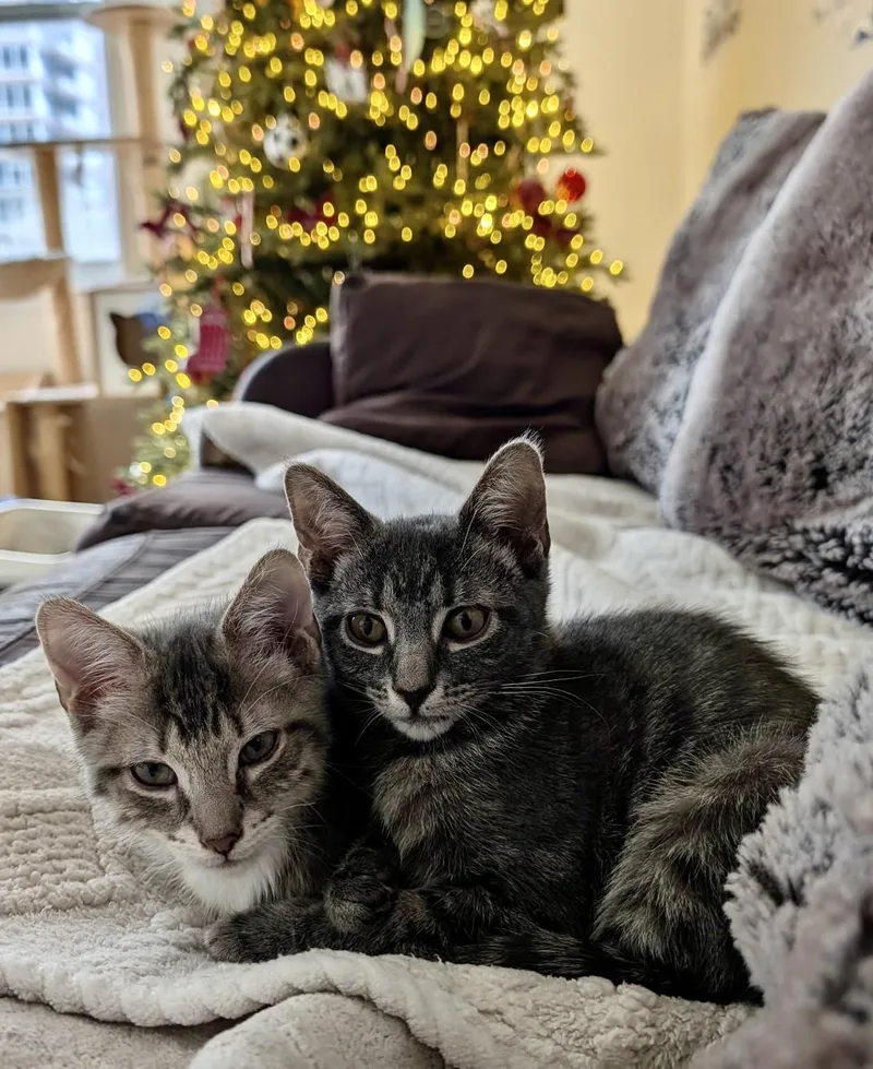 Lola And Charlie thumbnail 3