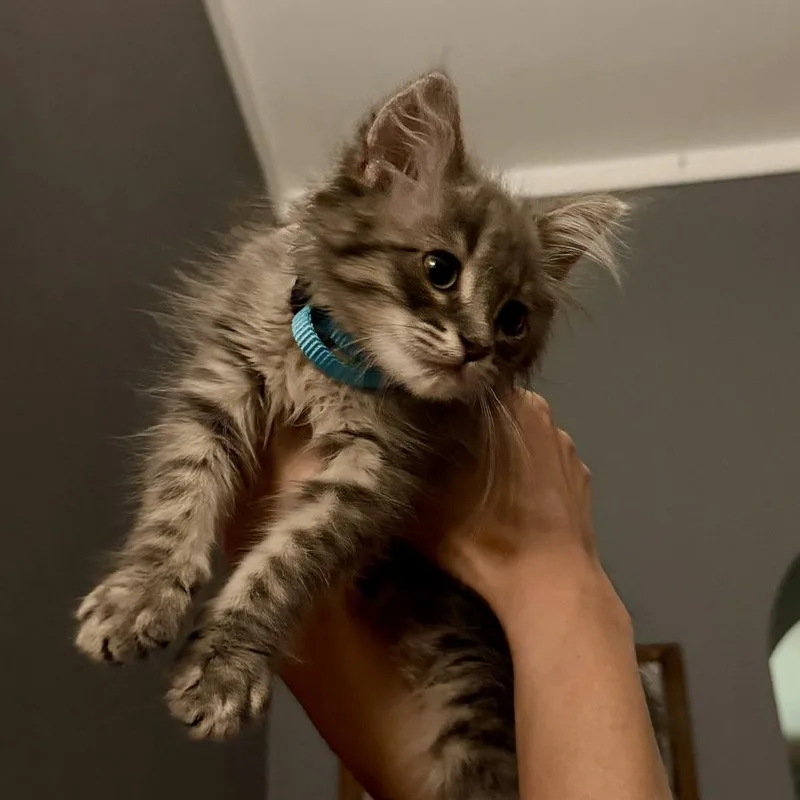 A baby small-sized male Gray / Blue / Silver Domestic Medium Hair cat named Lincoln for adoption in Skokie, IL