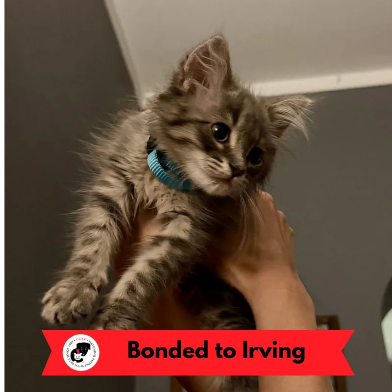 Lincoln thumbnail 2