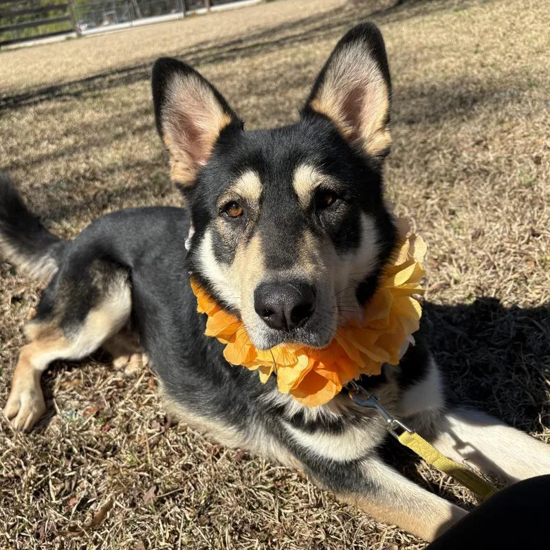 An adult large-sized male Black Husky dog named Hawk for adoption in Peachtree City, GA