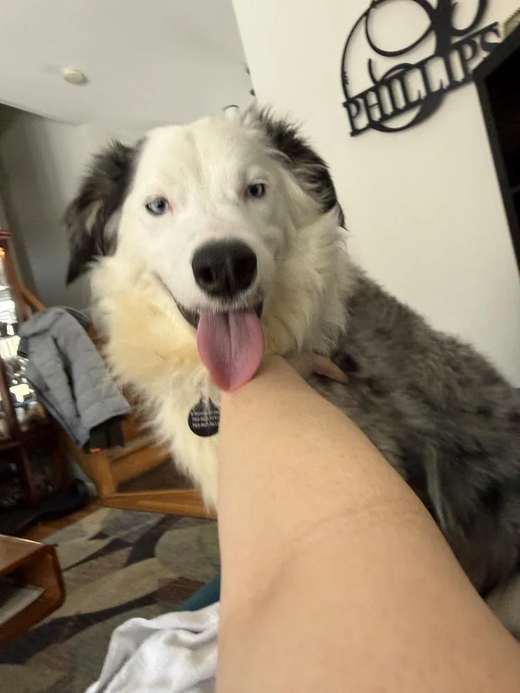 Ozzy thumbnail 2