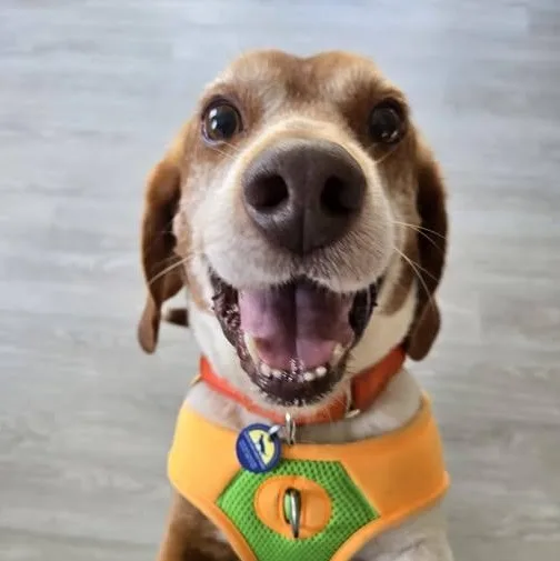 An adult medium-sized male Beagle dog named Chester for adoption in Severn, MD