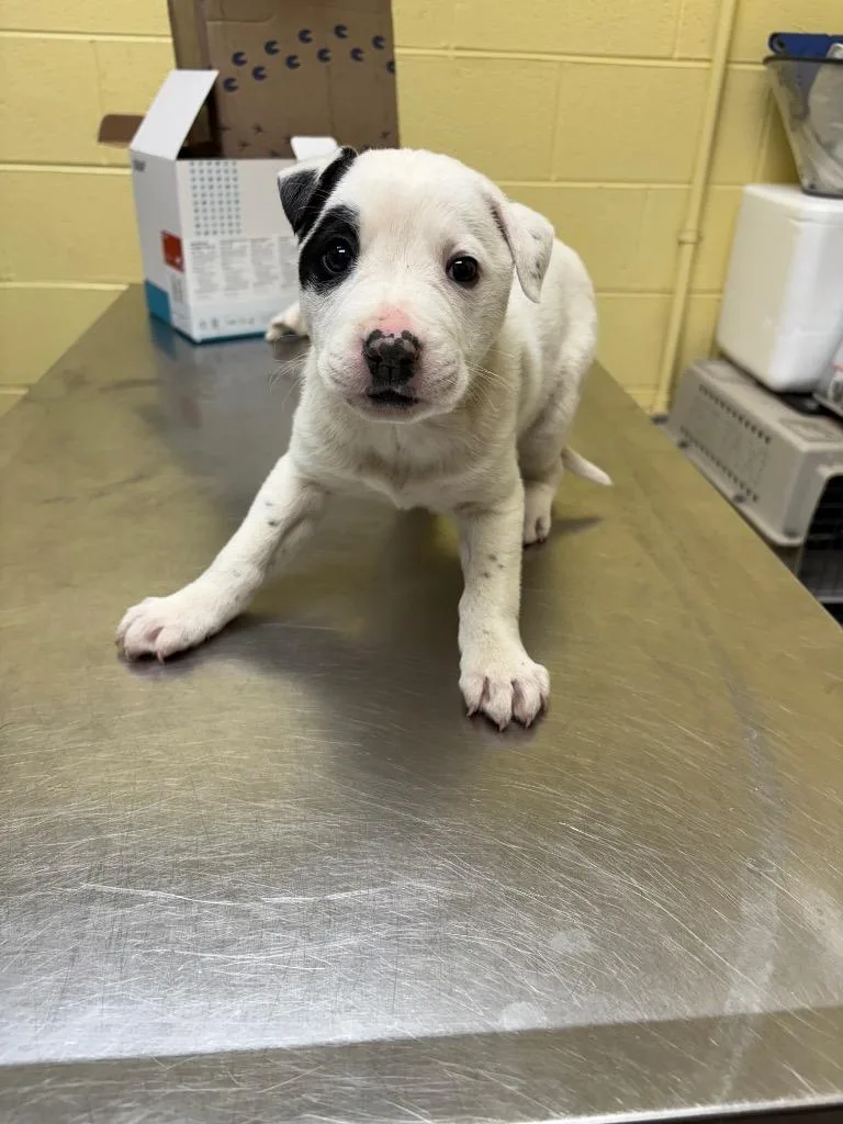 A baby small-sized female Labrador Retriever dog named Reba for adoption in Crossville, TN