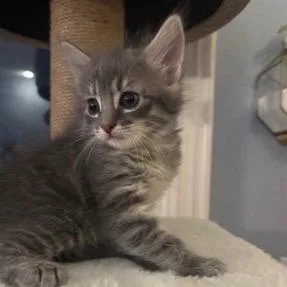 Will thumbnail 3