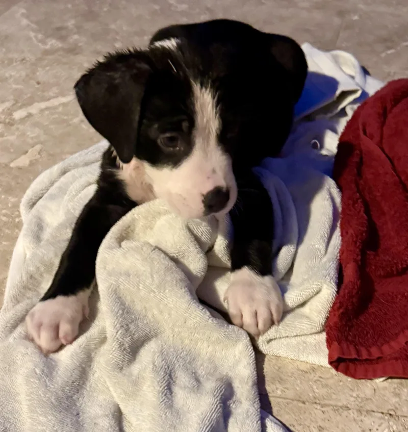 A baby medium-sized male Harlequin Labrador Retriever dog named Puppy Cream Boy tuxedo for adoption in Boca Raton, FL