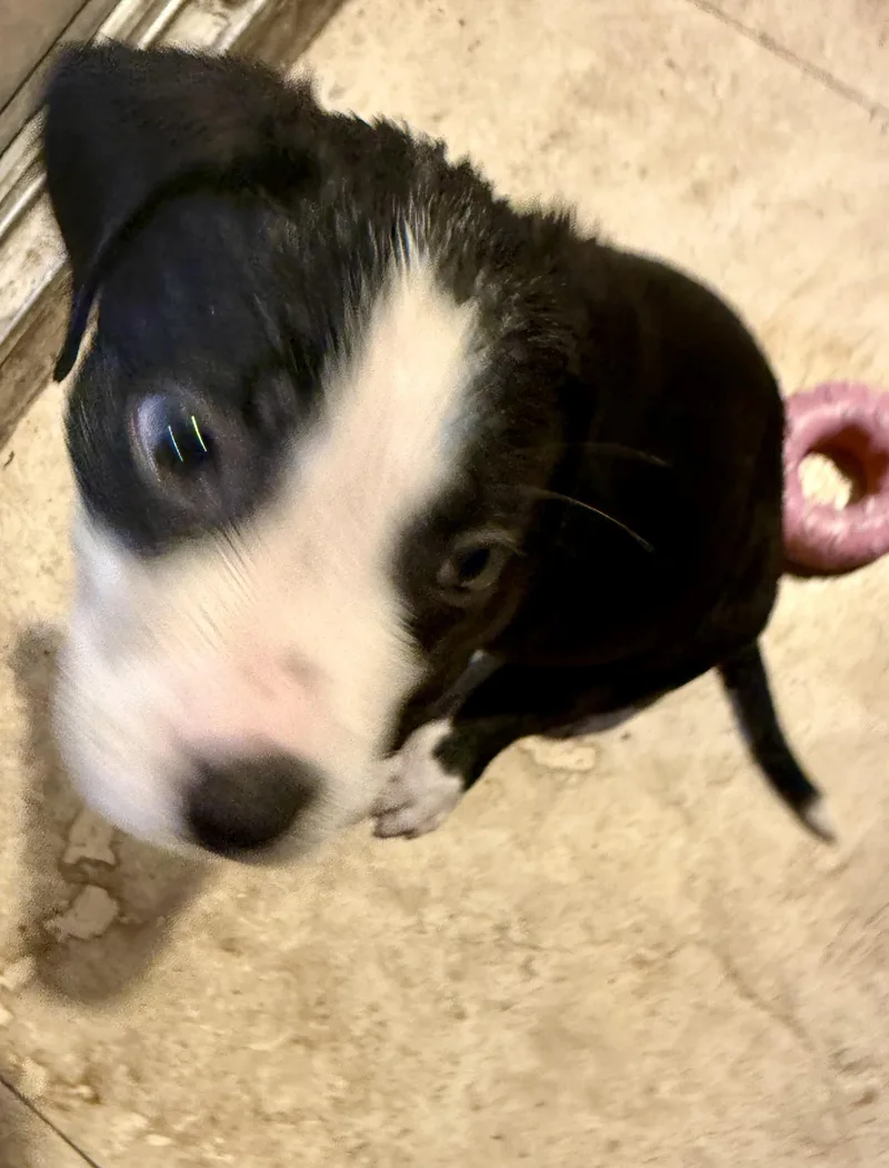 Puppy Cream Boy tuxedo thumbnail 2