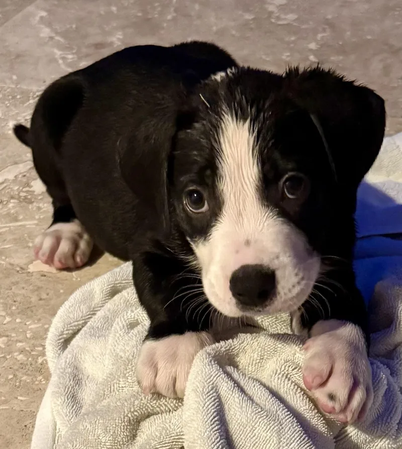 Puppy Cream Boy tuxedo thumbnail 3