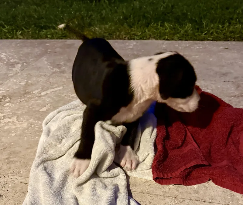 Puppy Cream Boy tuxedo thumbnail 4