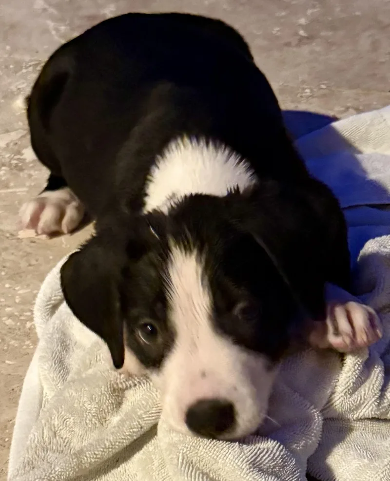 Puppy Cream Boy tuxedo thumbnail 5