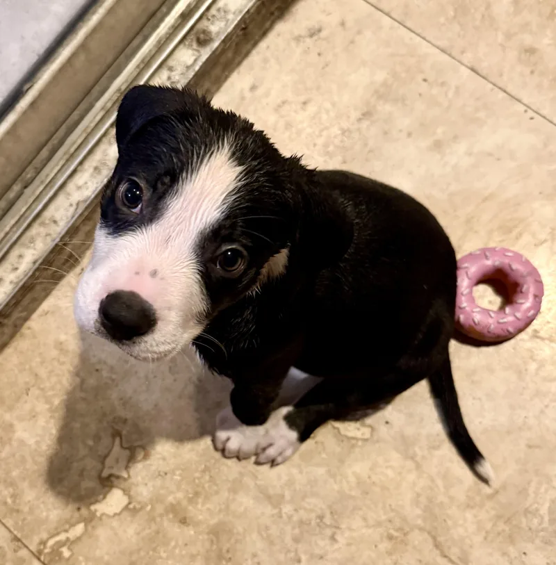 Puppy Cream Boy tuxedo thumbnail 6