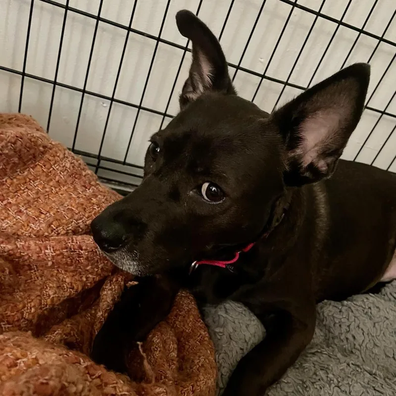A senior medium-sized female Black Mixed Breed dog named Dr Pepper for adoption in Gainesville, FL