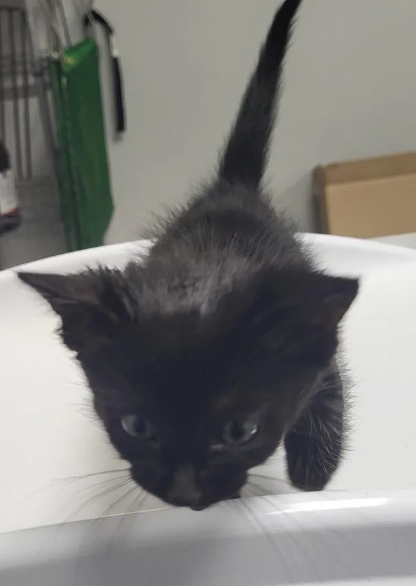 A baby small-sized male Domestic Short Hair cat named Pen  Baby for adoption in Lawrenceville, GA