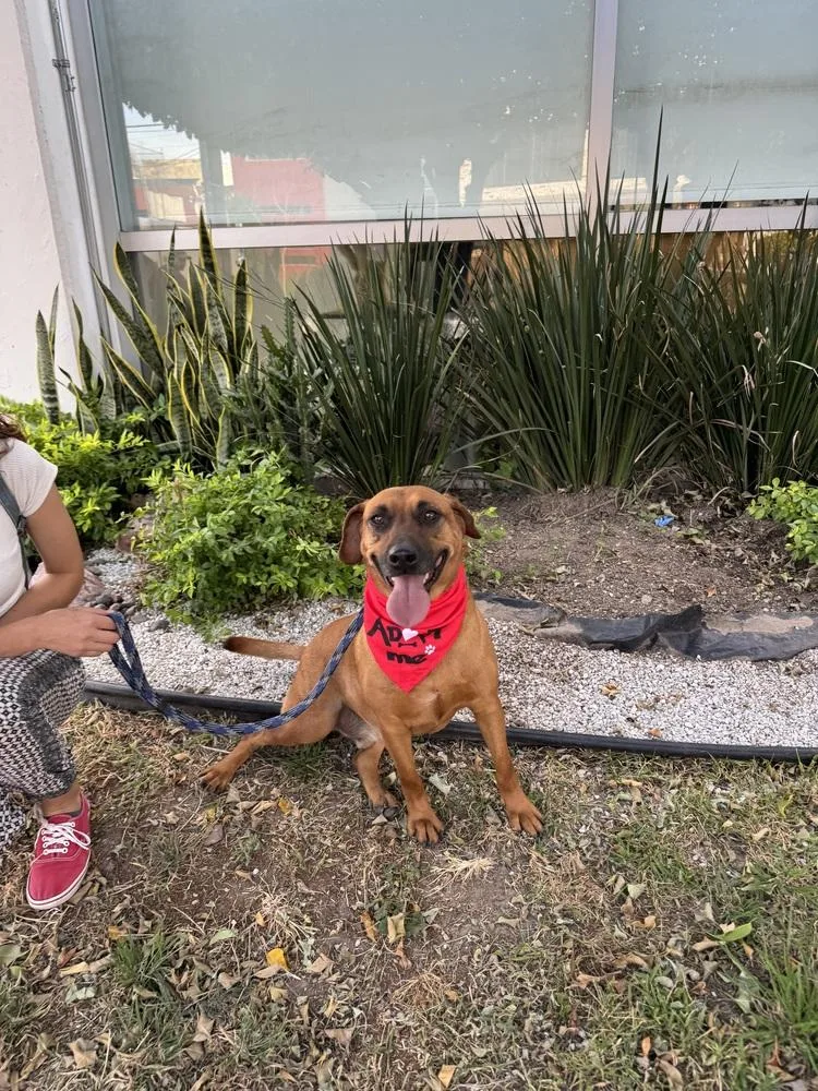 Cinnamon thumbnail 5