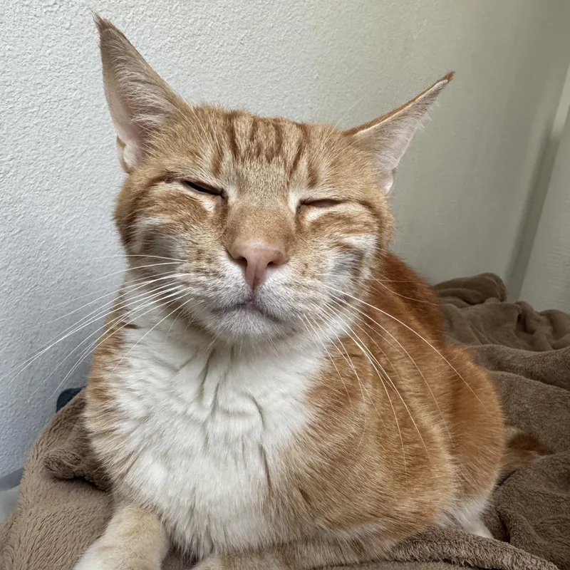 A senior large-sized male Orange & White Domestic Short Hair cat named Orion for adoption in San Diego, CA