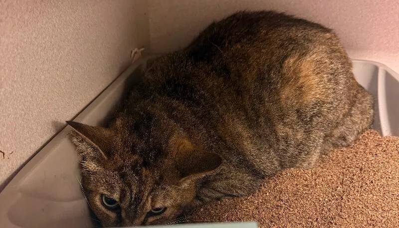 An adult large-sized female Tabby (Brown / Chocolate) Domestic Short Hair cat named Erica for adoption in Osseo, MI