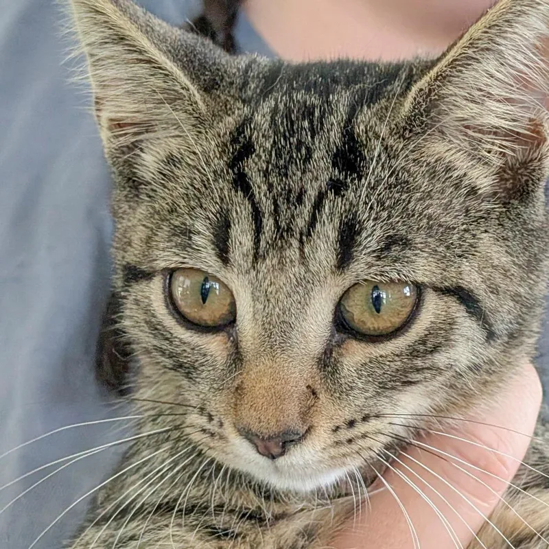 A baby small-sized male Brown / Chocolate Domestic Short Hair cat named Christopher Moltisanti for adoption in Chapel Hill, NC