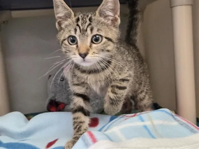 Atom