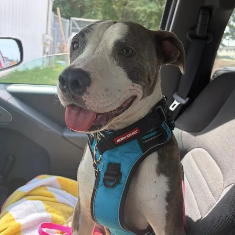 An adult medium-sized female Brindle Pit Bull Terrier dog named Nautica for adoption in Columbia, SC