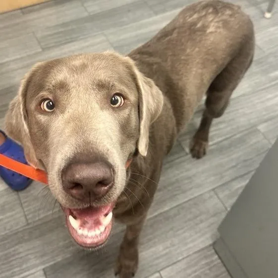 An adult medium-sized male Gray / Blue / Silver Mixed Breed dog named Blue Bear for adoption in Jacksonville, FL