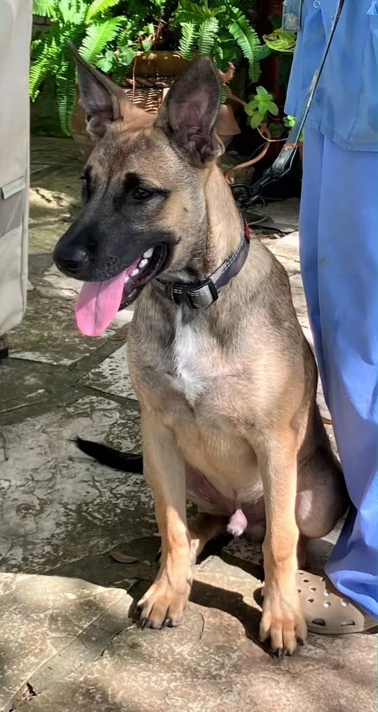 A young large-sized male Belgian Shepherd / Malinois dog named Bruno for adoption in Brenham, TX