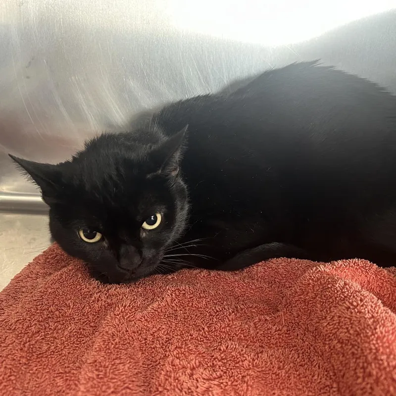 Vader