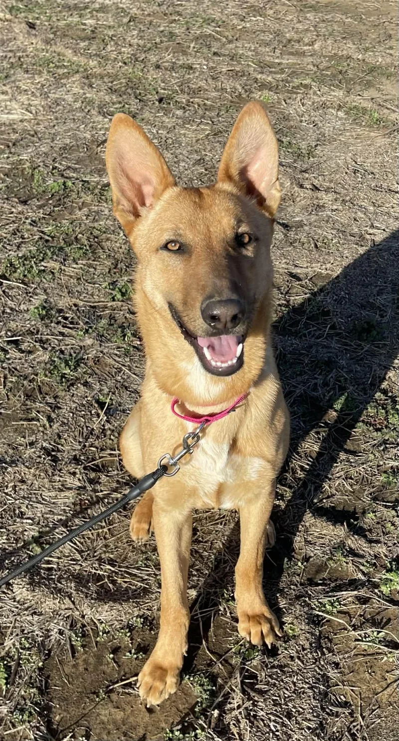 A young large-sized male Golden German Shepherd Dog dog named Tito for adoption in Sadler, TX