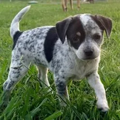 A baby small-sized female Black Chihuahua dog named Bluey for adoption in Liverpool, TX