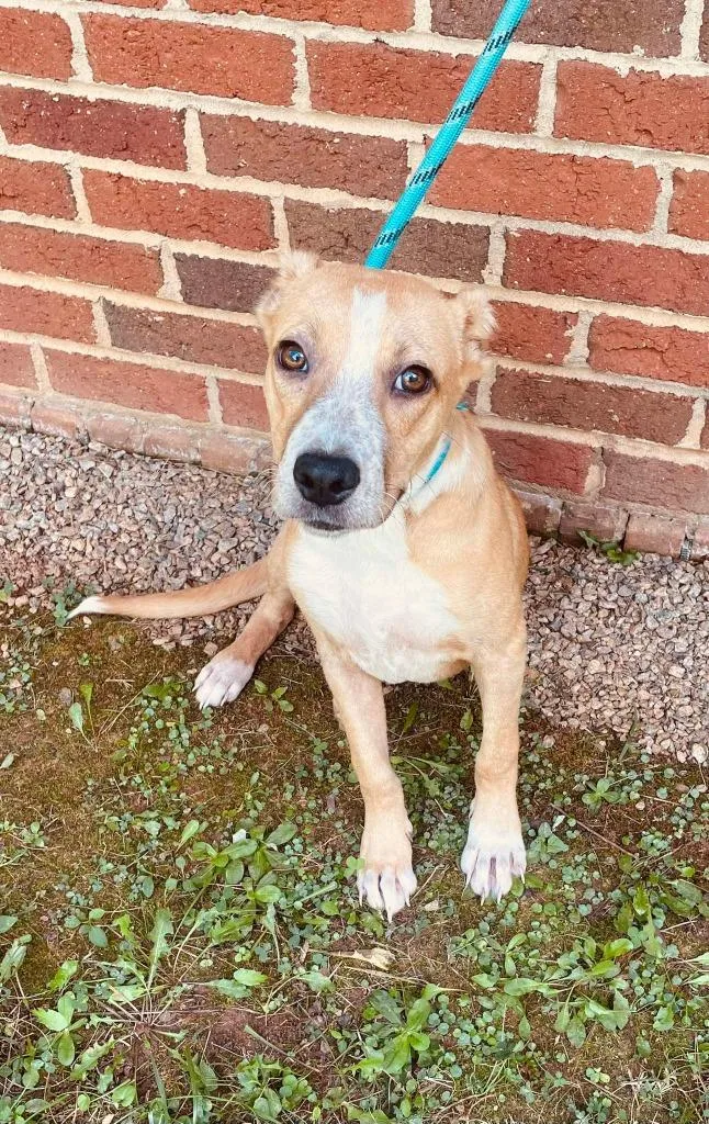A baby small-sized male Mixed Breed dog named Ely for adoption in Warrenton, NC