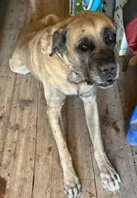 A senior extra large-sized male Mastiff dog named Finn for adoption in Chino valley, AZ
