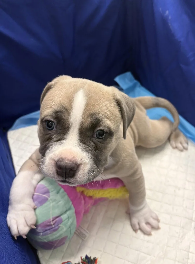 A baby medium-sized female Pit Bull Terrier dog named Gv Litter Natasha for adoption in Livonia, MI
